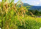 東北エリア